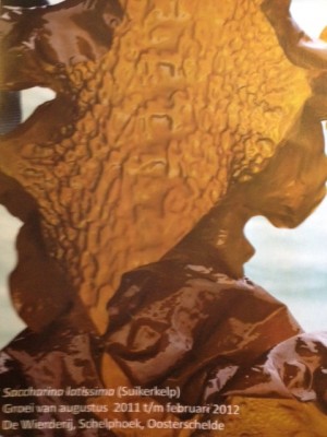 Bruine kelp Brown kelp