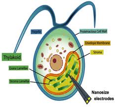 Schematische weergave van een biozonnecel met twee nano-elektroden