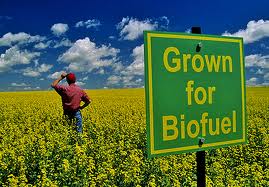 Biobrandstoffen