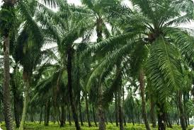 Oil palm plantation