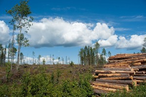 Houtwinning in Finland