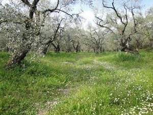 Greek olive trees