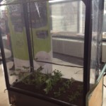 This little greenhouse on your balcony or in the garden for your own use will cost you € 250. Little maintenance, and the plants grow all by themselves. This one is from CrowCamp, Zwolle, the Netherlands.
info@crowcamp.nl