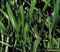 Tall fescue