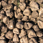 Sugar beet