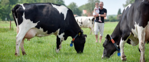 Boeren zijn mede-eigenaar van FrieslandCampina