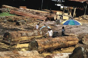 Forest_logging_in_Malaysia