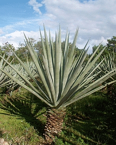 Sisal plant