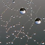 Cobweb is one of the strongest materials known.