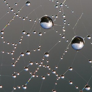 Spider web