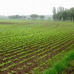 Sugar beet farm