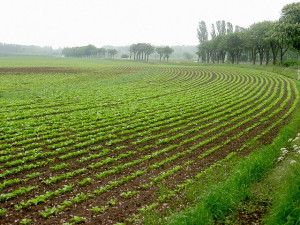 Sugar beet farm