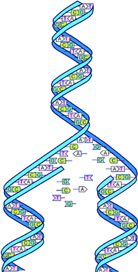 DNA