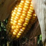 Maize