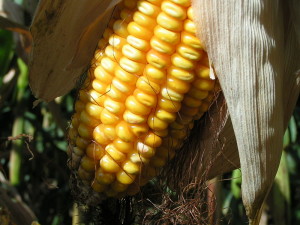 Maize