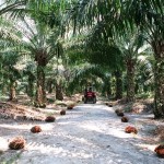 The discussion on biomass use incorrectly focuses on biofuels, and in particular on questionable practices, e.g. in oil palm plantations.