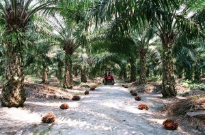 Oil palm plantation