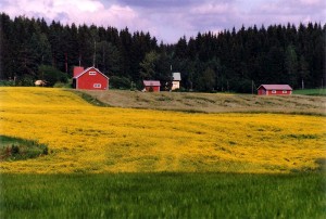 Koolzaadveld in Finland