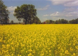 Rapeseed fields near Boijl