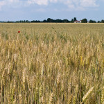 Wheat field