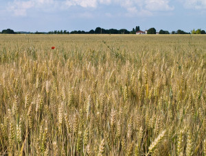 Wheat field