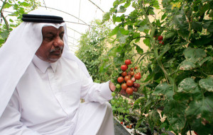 greenhouse project qatar