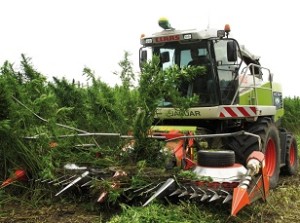 Harvesting hemp