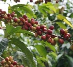 First fair-trade and climate-neutral coffee on the market