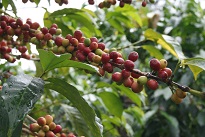 coffee plant