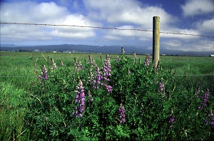 Lupine