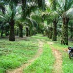 Oil palm plantation in Indonesia