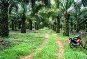 Oil palm plantation in Indonesia