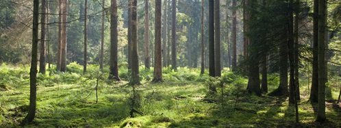 Vroege lenteochtend in het bos