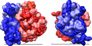 Ribosome shape E.coli