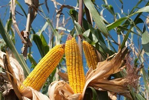 maize - Bio Based Press