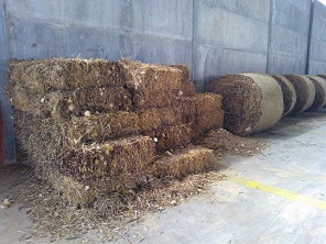 Thistle harvest