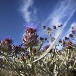 Thistle plants