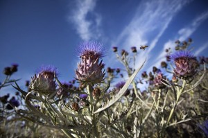 Thistle plants