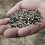 Thistle seeds