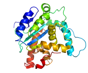 Protein structure