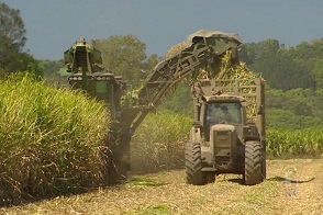 Sugar cane harvest