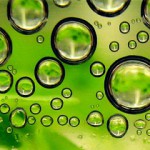 Ecover gaat zijn schoonmaakmiddelen alleen maken uit algenolie.