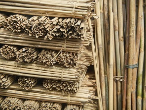 Bamboo as a solution for CO2