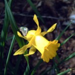 Daffodils contain galantamine, a medicine against Alzheimer.