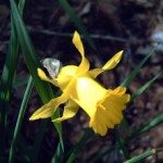 Narcissus