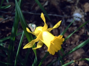 Narcissus