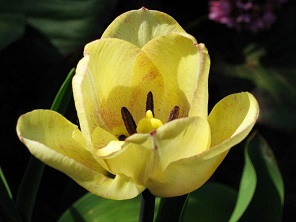 Tulip