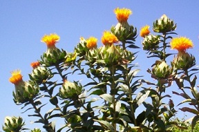 Safflower