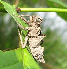 Dragonfly nymph exoskeleton