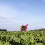 Sugar beet field